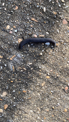 Belocaulus angustipes