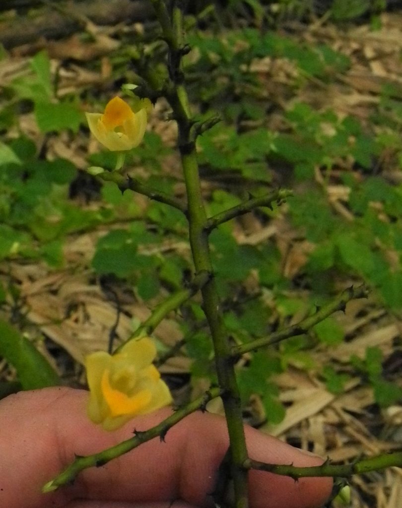 Polystachya laxiflora