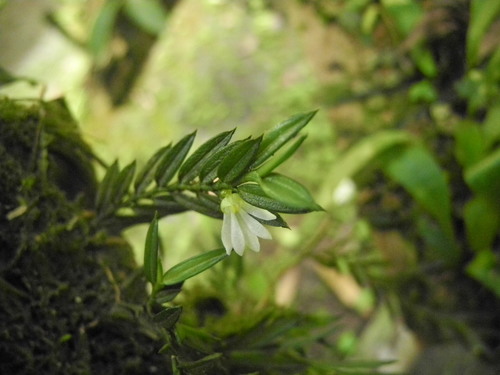 Afropectinariella gabonensis