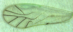 Austropsocus viridis