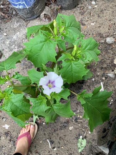 Datura stramonium image