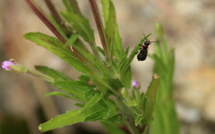Axinotarsus pulicarius