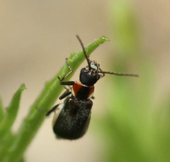 Axinotarsus pulicarius