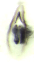 Austropsocus viridis