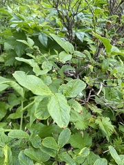 Lonicera glehnii