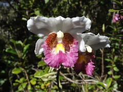 Calanthe pulchra image