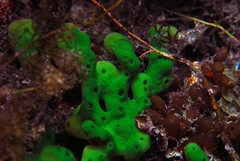 Callyspongia
