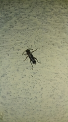 Xylotrechus smei