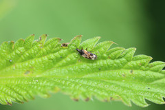 Anthocoris nemoralis