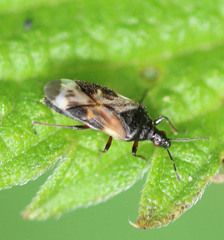 Anthocoris nemoralis