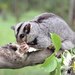 Mahogany Glider - Photo (c) Original uploader was Pfinge at fr.wikipedia, some rights reserved (CC BY-SA)