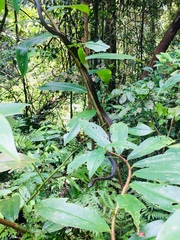 Dendrelaphis schokari