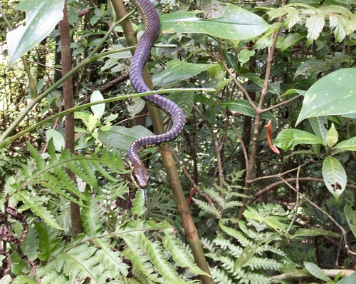 Schokar's bronzeback