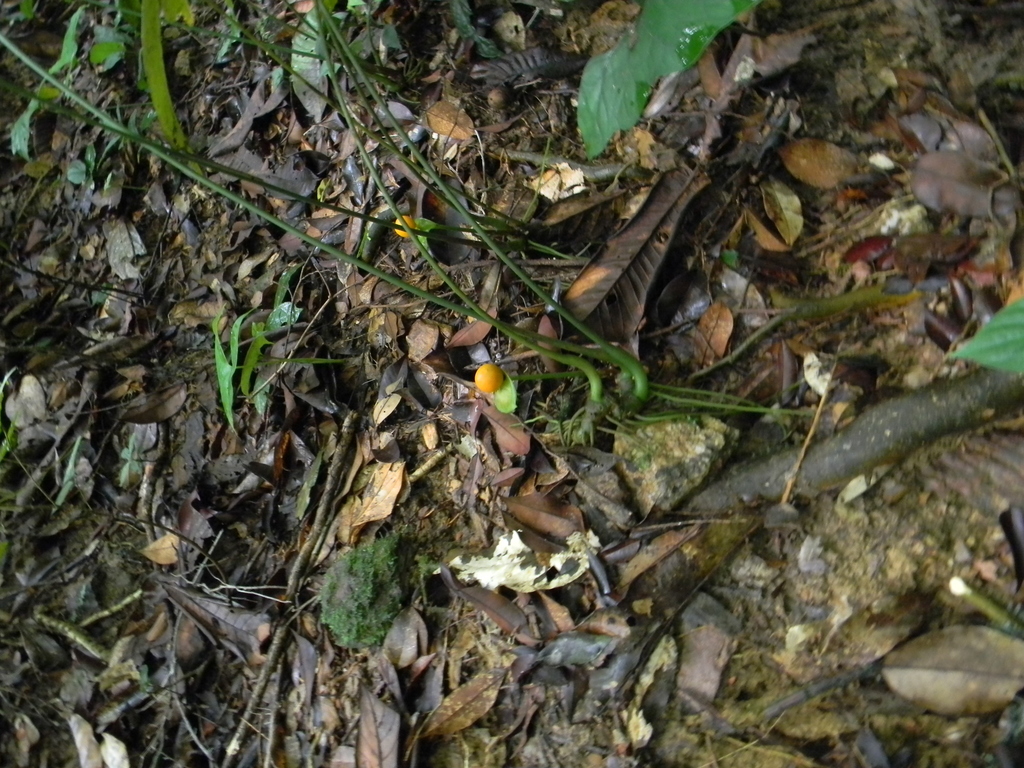 Nephthytis poissonii