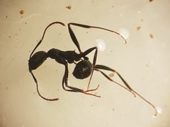Aphaenogaster senilis
