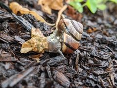 Cepaea nemoralis