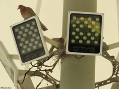 Streptopelia senegalensis