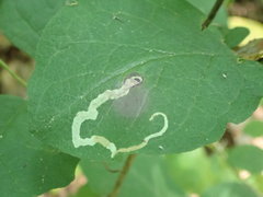 Aulagromyza hendeliana