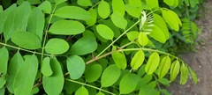 Robinia pseudoacacia