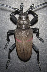 Ceroplesis ferrugator