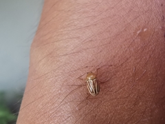 Cryptocephalus brunneovittatus