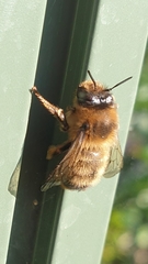 Anthophora furcata