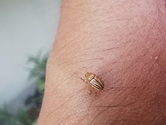 Cryptocephalus brunneovittatus