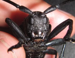 Ceroplesis ferrugator