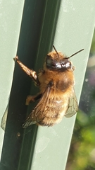 Anthophora furcata