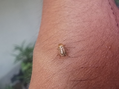 Cryptocephalus brunneovittatus