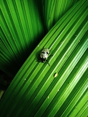 Cypherotylus elevatus