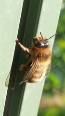 Anthophora furcata