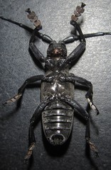 Ceroplesis ferrugator