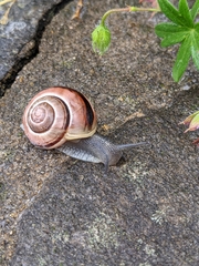 Cepaea