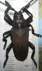 Ceroplesis ferrugator