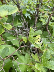 Lonicera glehnii