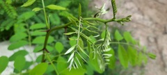 Robinia pseudoacacia