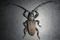 Ceroplesis ferrugator