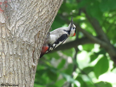 Dendrocopos syriacus