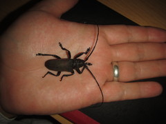 Ceroplesis ferrugator