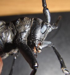 Ceroplesis ferrugator