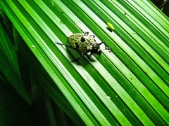 Cypherotylus elevatus