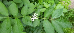 Sambucus nigra