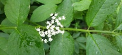 Sambucus nigra