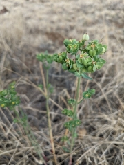 Euphorbia chamaesula