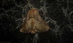 Anaxidia lozogramma
