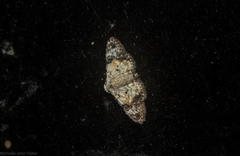 Araeopteron epiphracta