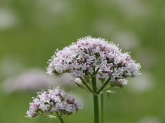Valeriana officinalis sambucifolia