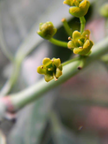 Salacia nitida