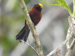 Catamblyrhynchus diadema